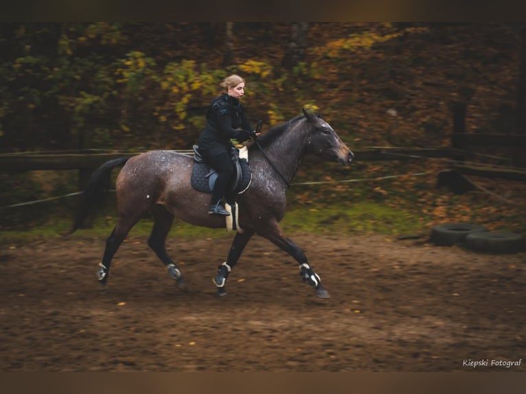 Pools sportpaard Merrie 7 Jaar 178 cm Appaloosa in Sulmin