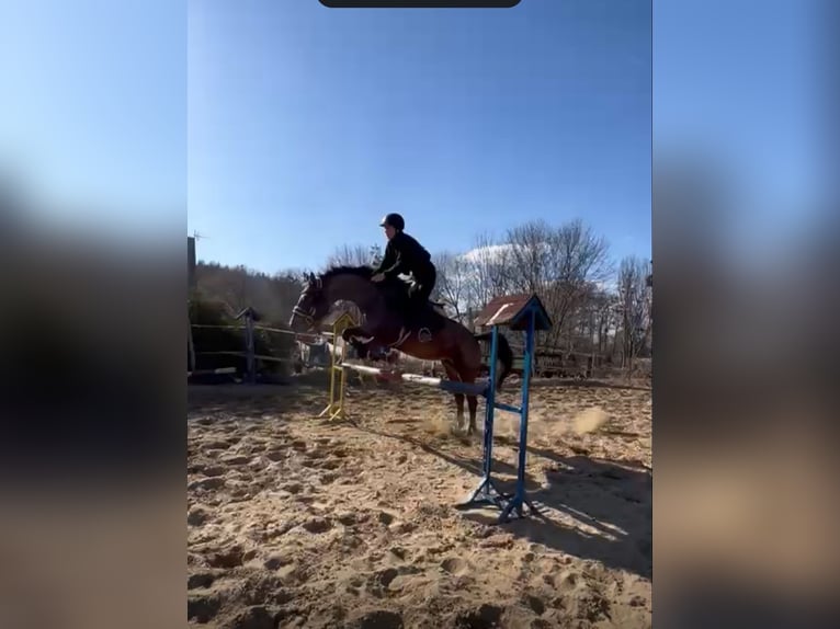 Pools sportpaard Merrie 7 Jaar 178 cm Appaloosa in Sulmin