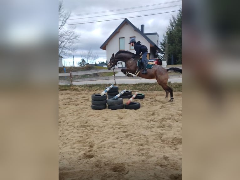 Pools sportpaard Merrie 7 Jaar 178 cm Appaloosa in Sulmin