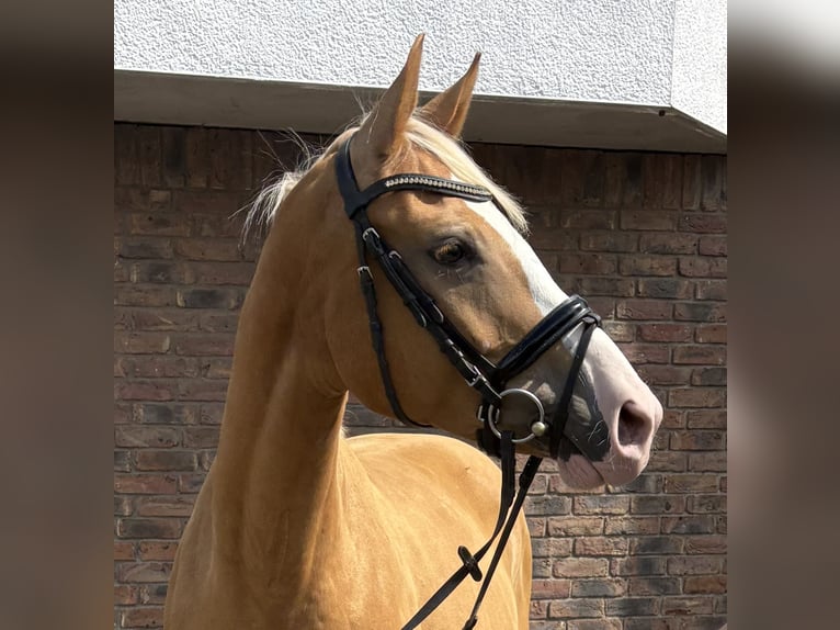 Pools sportpaard Merrie 8 Jaar 155 cm Falbe in Niederkassel