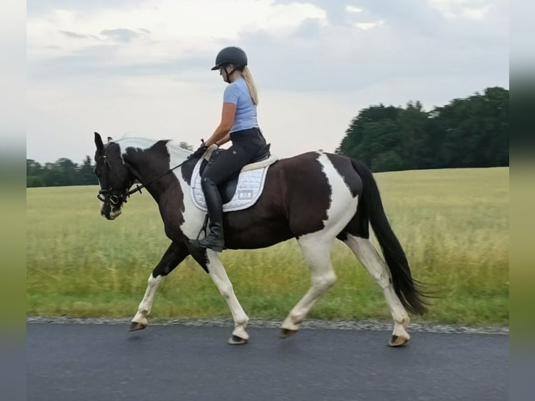 Pools sportpaard Merrie 8 Jaar 160 cm  in Forst