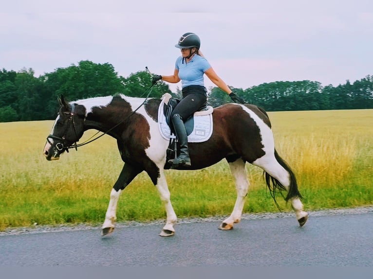 Pools sportpaard Merrie 8 Jaar 160 cm  in Forst