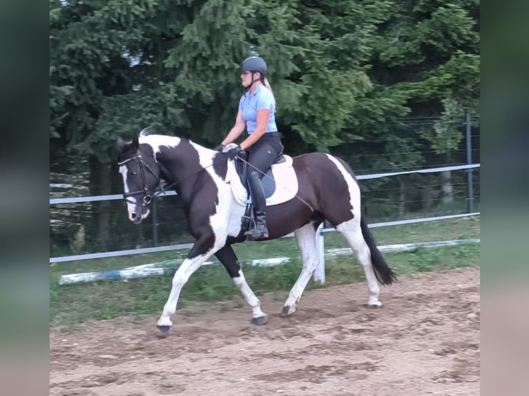 Pools sportpaard Merrie 8 Jaar 160 cm  in Forst