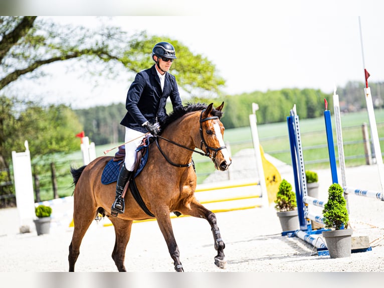 Pools sportpaard Merrie 8 Jaar 163 cm Roodbruin in Korpysy