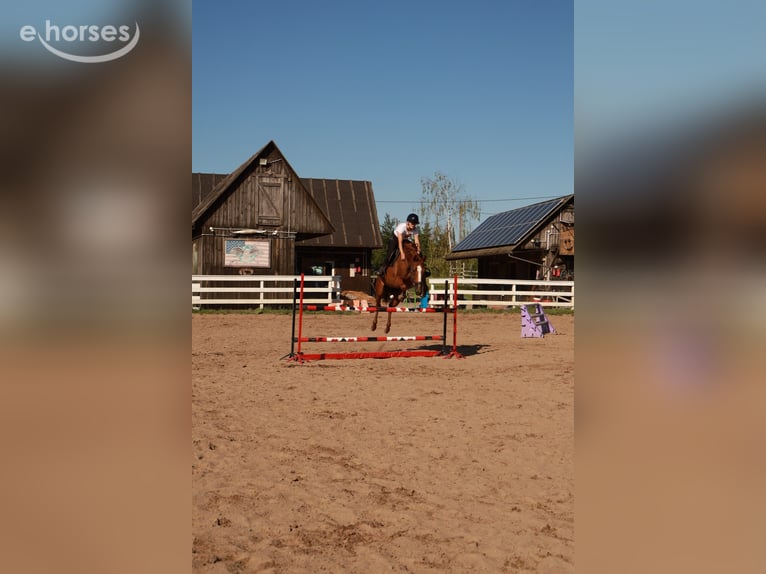 Pools sportpaard Merrie 9 Jaar 160 cm Vos in Elbląg