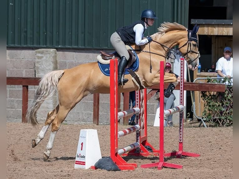 Pools sportpaard Merrie 9 Jaar 163 cm Palomino in Belfast