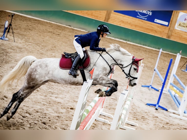 Pools sportpaard Merrie 9 Jaar 166 cm Appelschimmel in Częstochowa