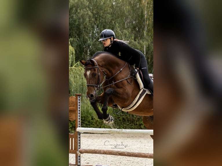Pools sportpaard Ruin 10 Jaar 167 cm Bruin in Koziegłowy