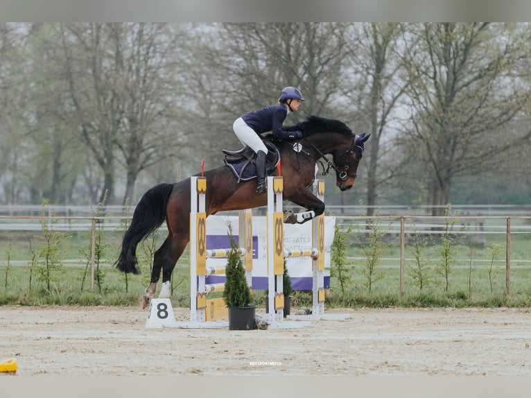 Pools sportpaard Ruin 10 Jaar 170 cm Bruin in Berlin