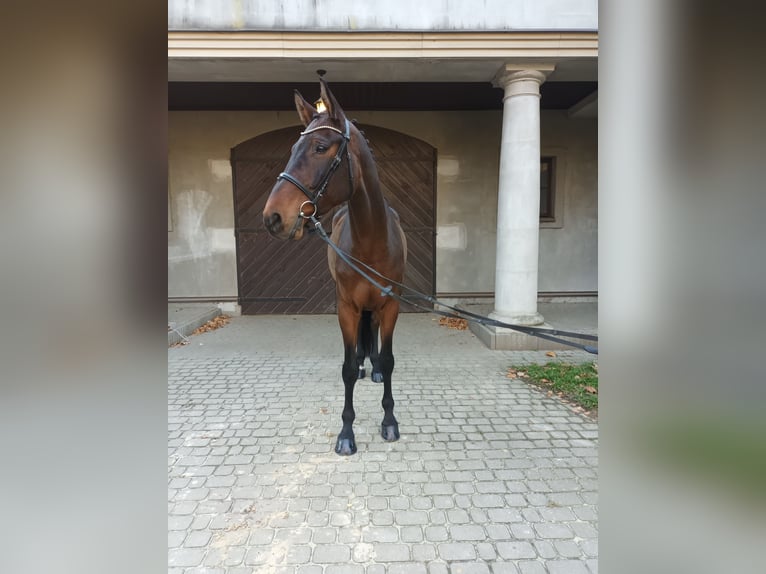 Pools sportpaard Ruin 10 Jaar 172 cm Donkerbruin in Lisówek