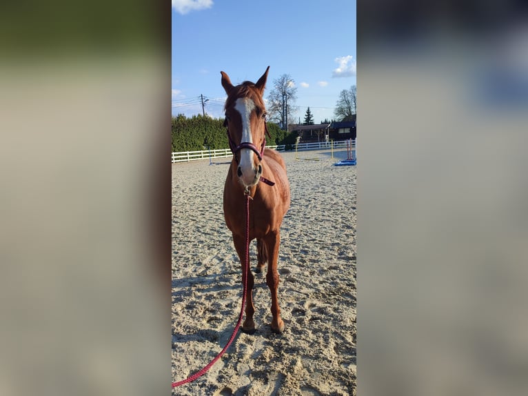 Pools sportpaard Ruin 11 Jaar 167 cm Vos in Wierzawice