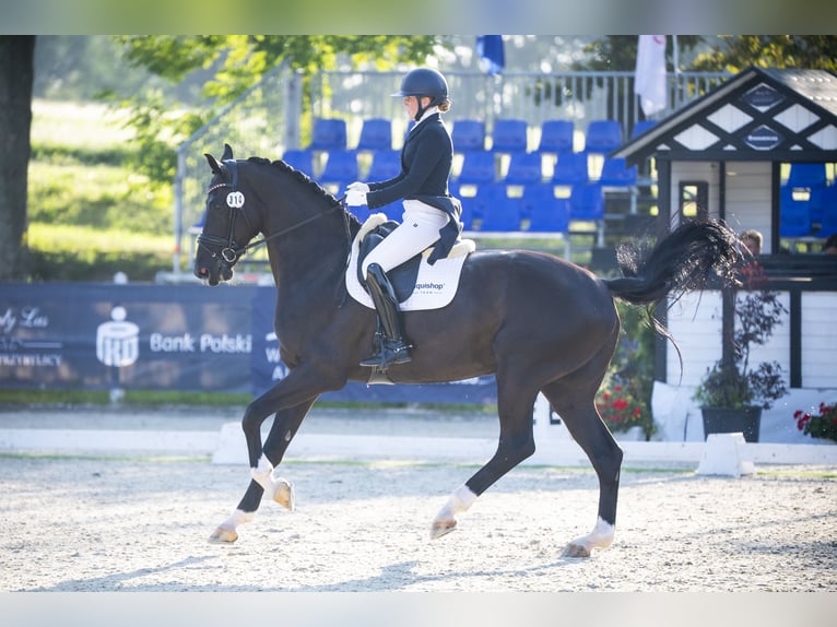 Pools sportpaard Ruin 11 Jaar 180 cm Zwart in Wałbrzych