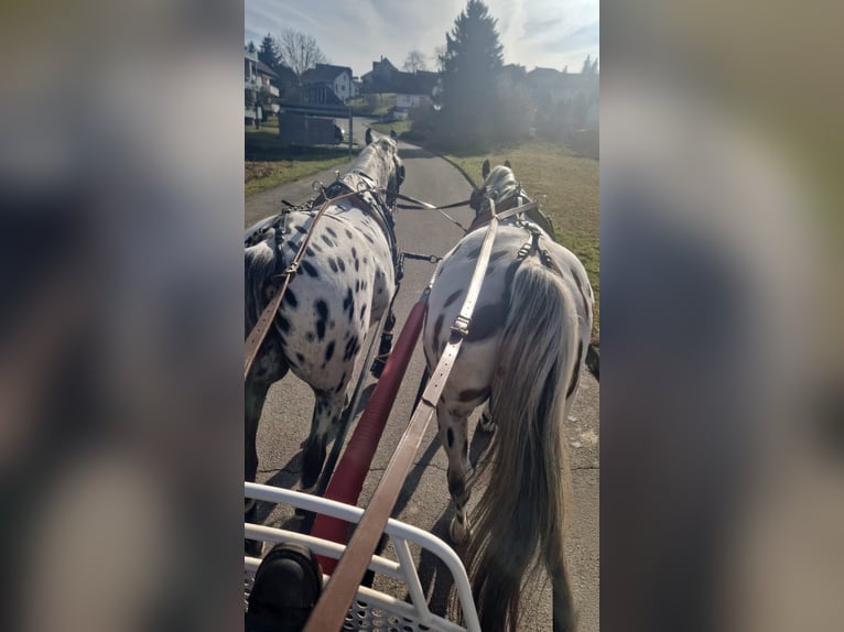 Pools sportpaard Ruin 12 Jaar 160 cm Appaloosa in Pfedelbach