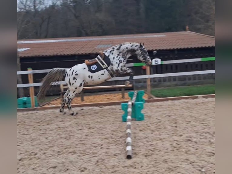 Pools sportpaard Ruin 12 Jaar 160 cm Appaloosa in Pfedelbach