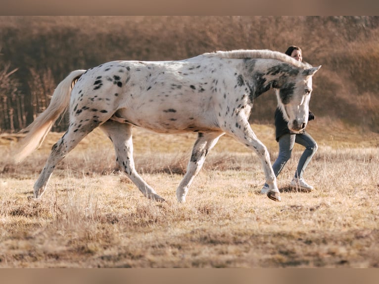 Pools sportpaard Mix Ruin 12 Jaar 164 cm Appaloosa in Hüttenberg