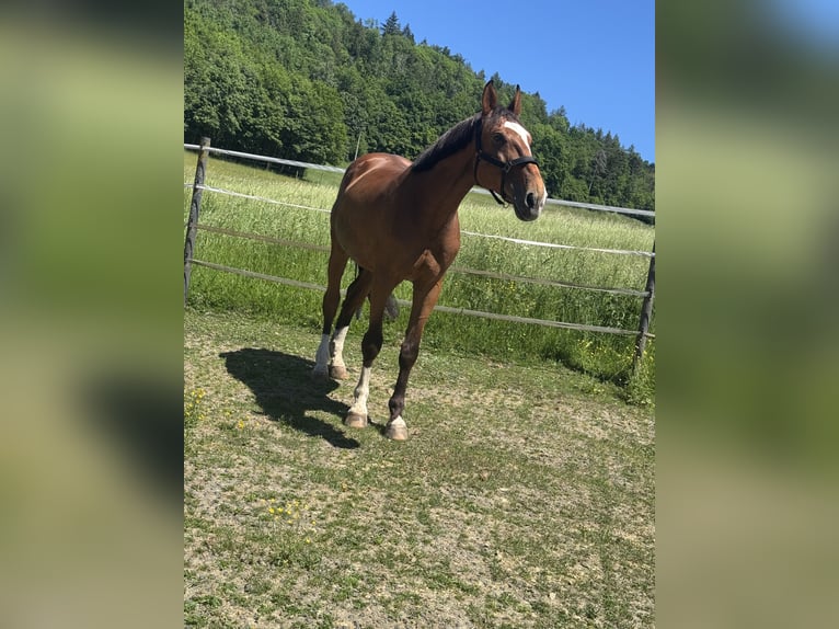 Pools sportpaard Ruin 12 Jaar 168 cm Bruin in Kronach