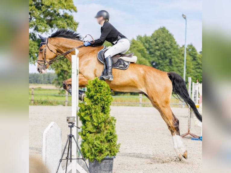 Pools sportpaard Ruin 12 Jaar 180 cm Bruin in Biskupice Oławskie