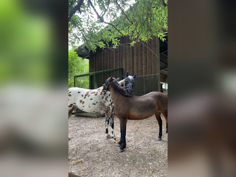 Pools sportpaard Ruin 13 Jaar 160 cm Appaloosa in Pfedelbach