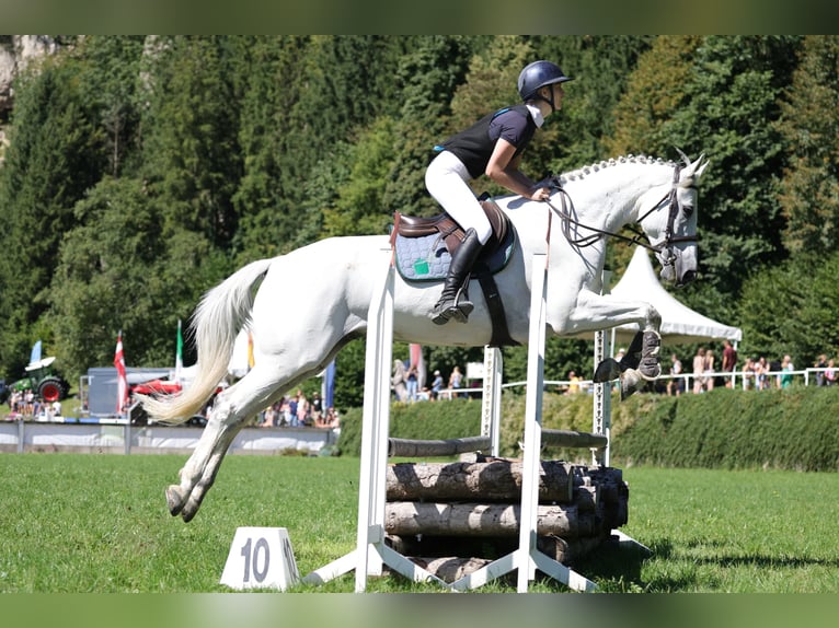 Pools sportpaard Ruin 14 Jaar 168 cm Appelschimmel in Rappoltenkirchen