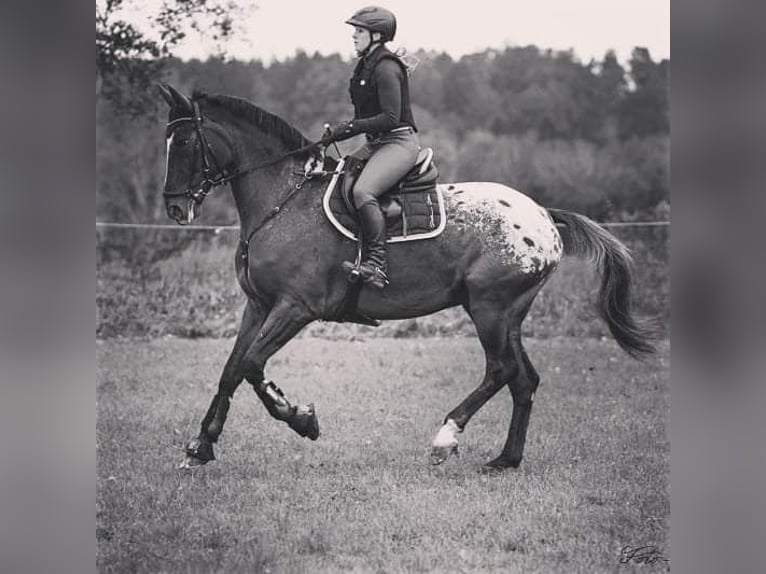 Pools sportpaard Ruin 16 Jaar 178 cm Appaloosa in Bad Tölz