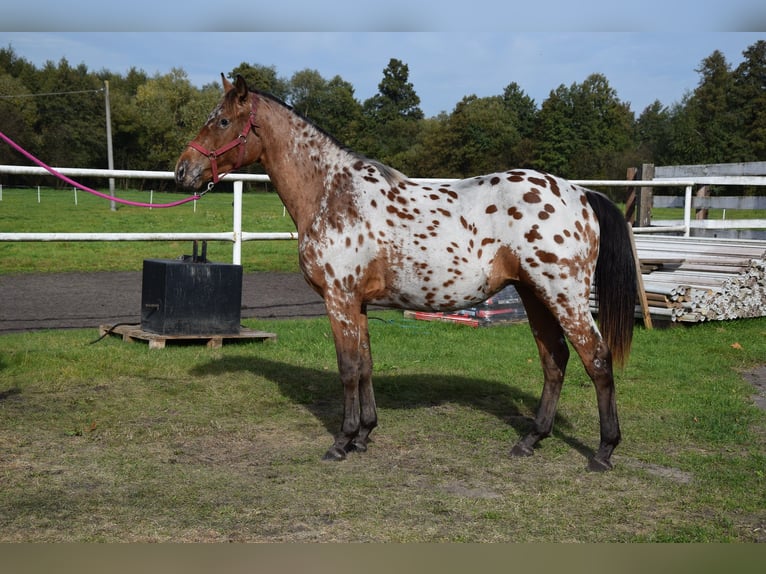 Pools sportpaard Ruin 2 Jaar 165 cm Appaloosa in Chełmno