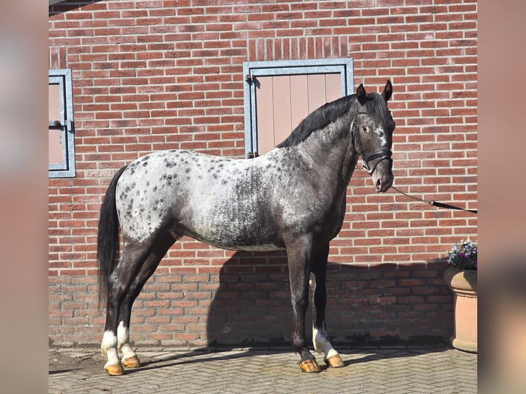 Pools sportpaard Ruin 3 Jaar 164 cm Appaloosa in Someren