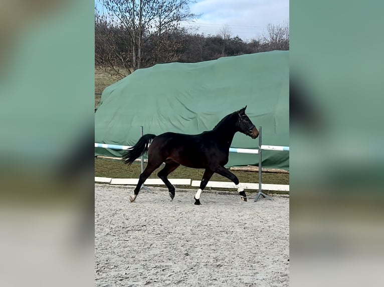 Pools sportpaard Ruin 3 Jaar 166 cm Donkerbruin in Wa&#x142;brzych