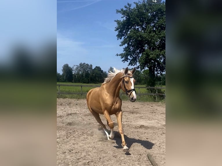 Pools sportpaard Mix Ruin 3 Jaar 169 cm Palomino in Odiliapeel