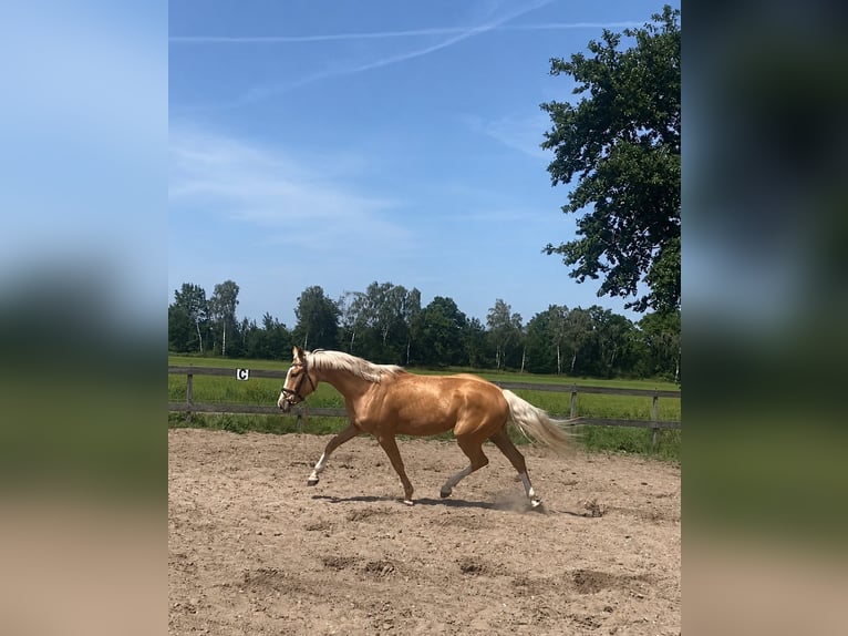Pools sportpaard Mix Ruin 3 Jaar 169 cm Palomino in Odiliapeel