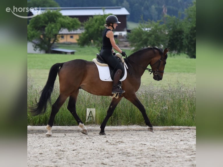 Pools sportpaard Ruin 4 Jaar 162 cm Bruin in St. Marein bei Graz