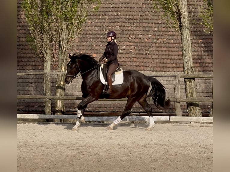 Pools sportpaard Ruin 4 Jaar 172 cm Zwartbruin in Wałbrzych