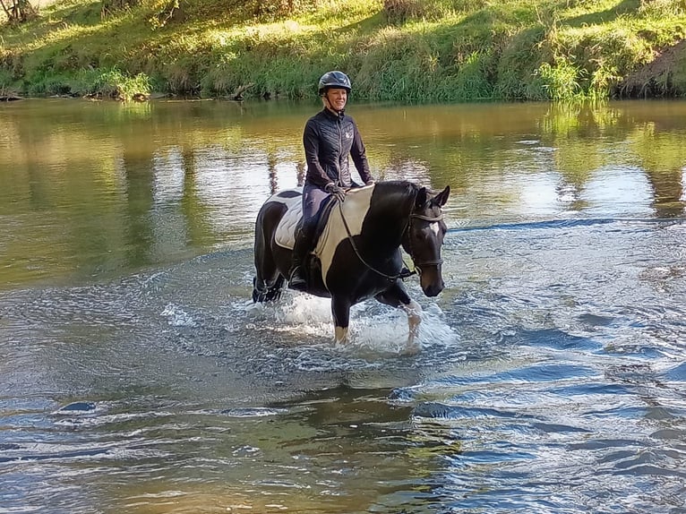 Pools sportpaard Ruin 5 Jaar 160 cm Gevlekt-paard in LESZNO DOLNE