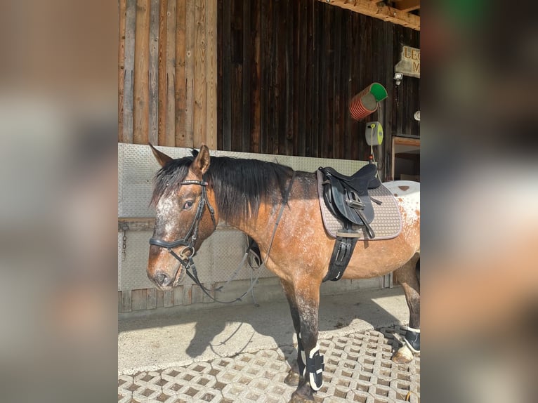 Pools sportpaard Ruin 5 Jaar 165 cm Appaloosa in Häselgehr