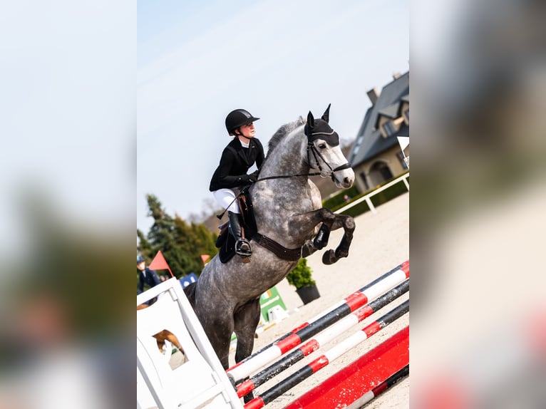 Pools sportpaard Ruin 5 Jaar 165 cm Schimmel in Secymin Polski