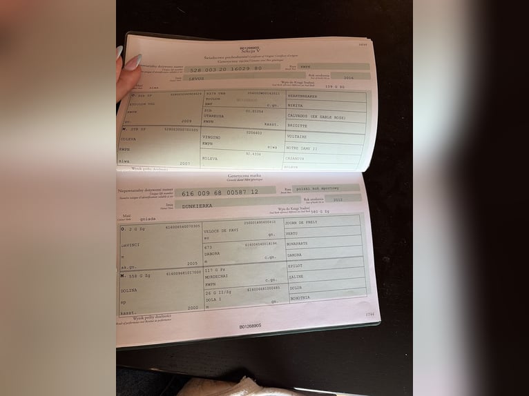 Pools sportpaard Ruin 5 Jaar 169 cm Appelschimmel in Dorfen