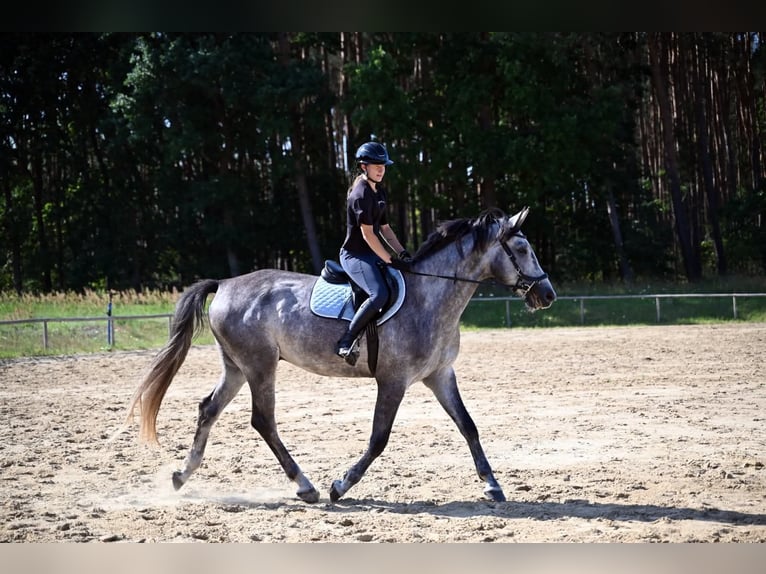 Pools sportpaard Ruin 5 Jaar 174 cm Schimmel in Santok