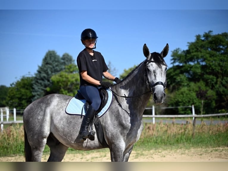 Pools sportpaard Ruin 5 Jaar 174 cm Schimmel in Santok