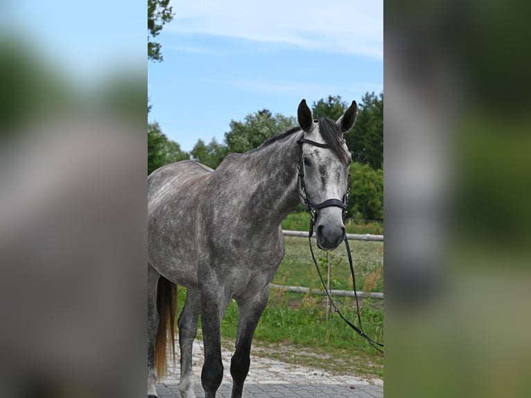 Pools sportpaard Ruin 5 Jaar 174 cm Schimmel in Santok