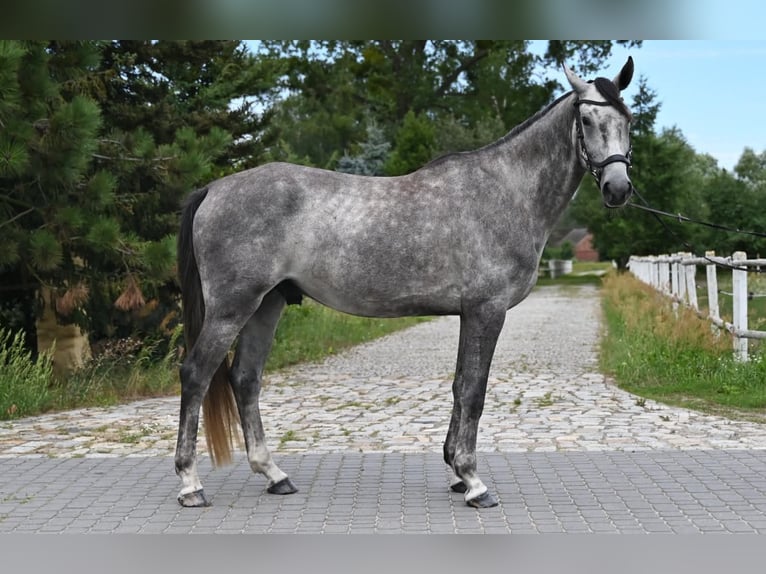 Pools sportpaard Ruin 5 Jaar 174 cm Schimmel in Santok
