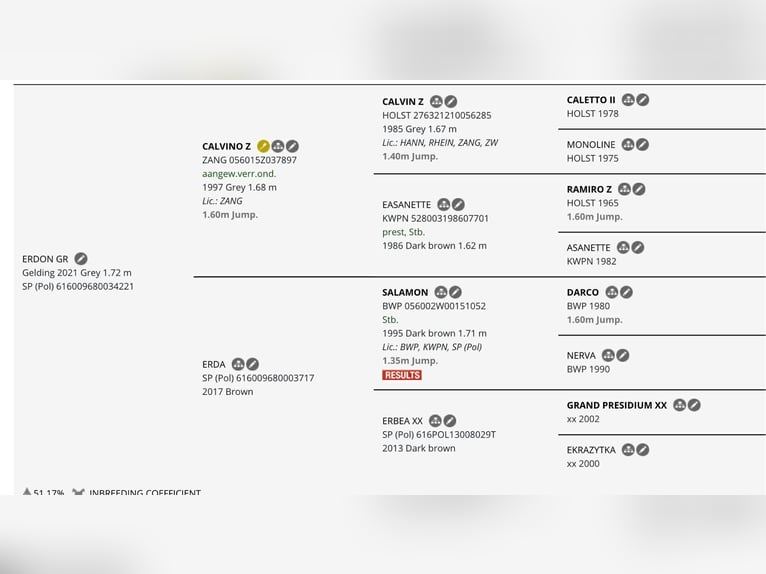 Pools sportpaard Ruin 5 Jaar 174 cm Schimmel in Santok