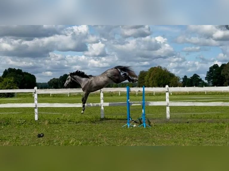 Pools sportpaard Ruin 5 Jaar 175 cm Schimmel in Santok