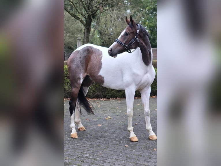 Pools sportpaard Ruin 7 Jaar 158 cm Gevlekt-paard in Warendorf
