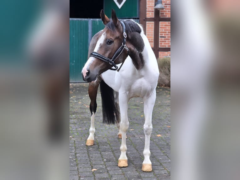 Pools sportpaard Ruin 7 Jaar 158 cm Gevlekt-paard in Warendorf
