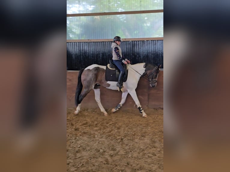 Pools sportpaard Ruin 7 Jaar 158 cm Gevlekt-paard in Warendorf
