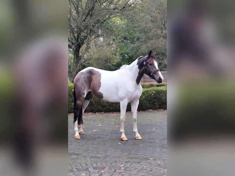 Pools sportpaard Ruin 7 Jaar 158 cm Gevlekt-paard in Warendorf
