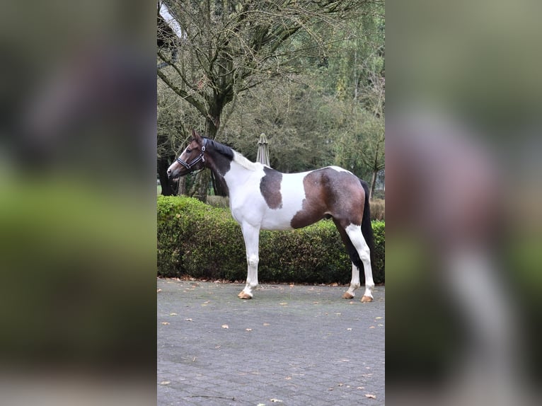 Pools sportpaard Ruin 7 Jaar 158 cm Gevlekt-paard in Warendorf
