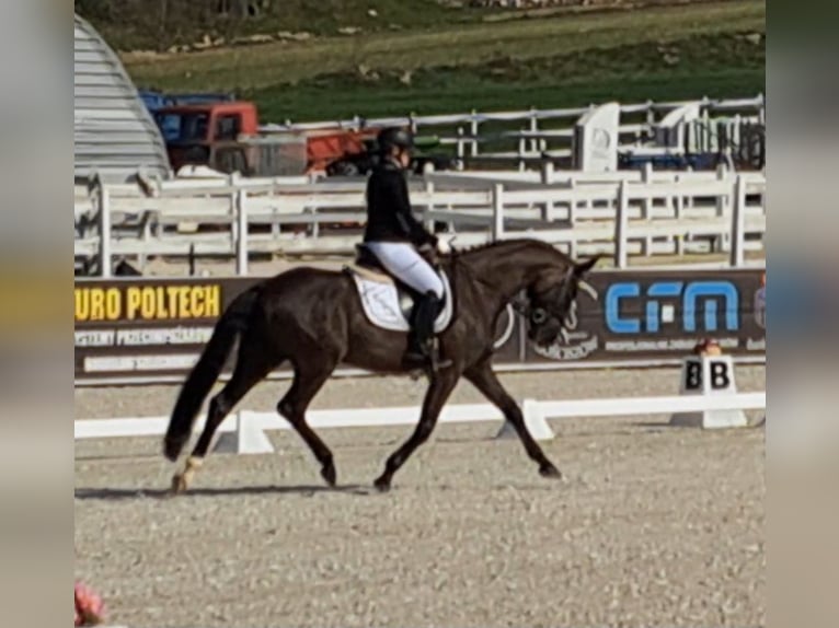 Pools sportpaard Ruin 7 Jaar 160 cm Zwartbruin in Forst