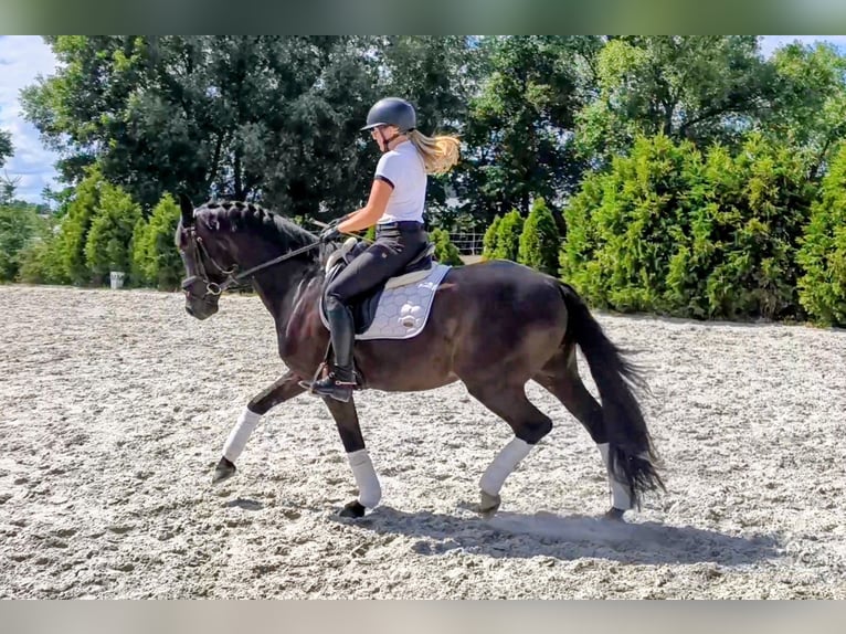 Pools sportpaard Ruin 7 Jaar 162 cm Zwart in Forst