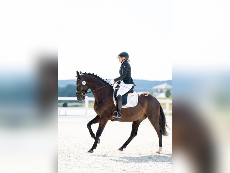 Pools sportpaard Ruin 7 Jaar 162 cm Zwart in Forst