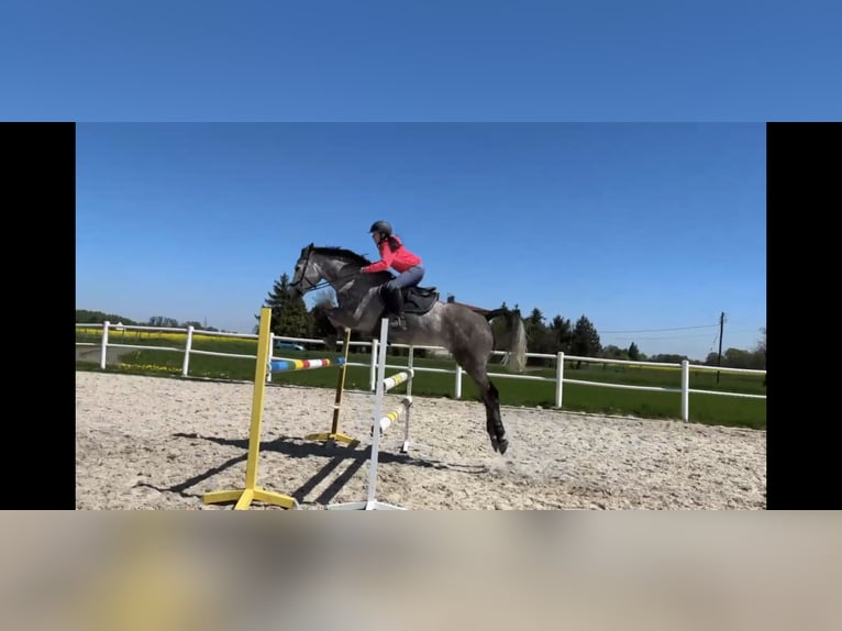 Pools sportpaard Ruin 7 Jaar 171 cm Schimmel in Cieszyn